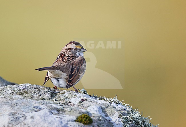 First-winter White-throated Sparrow (Zonotrichia albicollis) in Scotland. stock-image by Agami/Michael McKee,