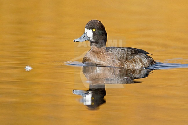 Lesser Scaup (Aythya affinis) swimming on a pond near Victoria, BC, Canada. stock-image by Agami/Glenn Bartley,
