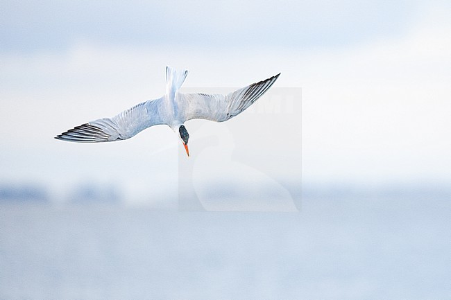  stock-image by Agami/Menno van Duijn,