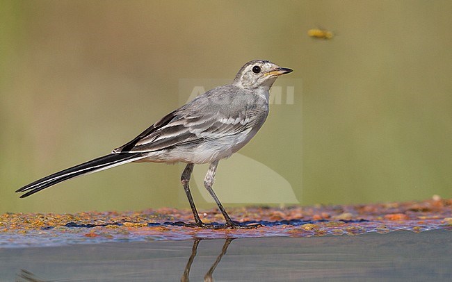 White wagtail, juvenile, campania, italy (Motacilla alba) stock-image by Agami/Saverio Gatto,
