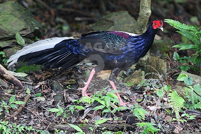 Male Swinhoe's pheasant (Lophura swinhoii) walking on the forest floor of a mountain forest in taiwan stock-image by Agami/James Eaton,