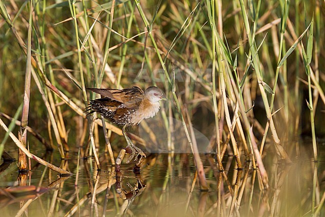 Little Crake - Kleines Sumpfhuhn - Zapornia parva, Cyprus, adult female stock-image by Agami/Ralph Martin,