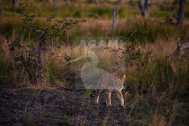 A lion, Panthera leo, walking through its territory. Khwai Concession Area, Okavango Delta, Botswana. stock-image by Agami/Sergio Pitamitz,