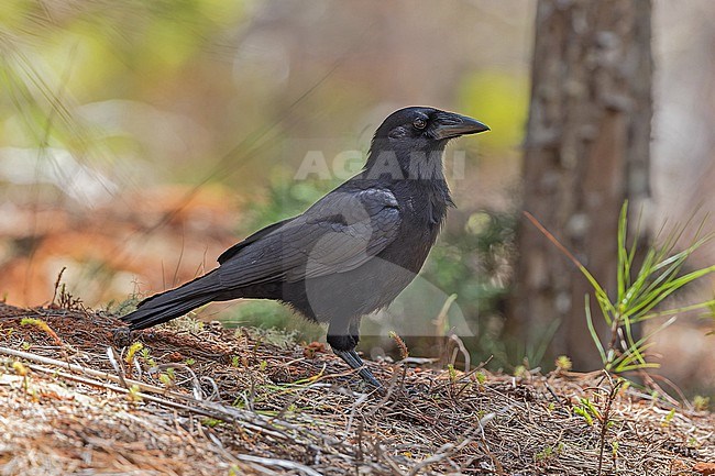 Hispaniolan Palm Crow (Corvus palmarum) in the Dominican Republic. stock-image by Agami/Pete Morris,