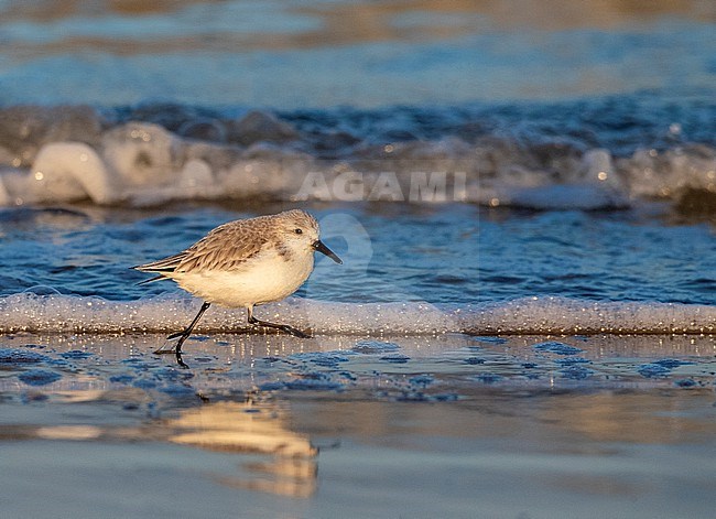 Sanderling (Calidris alba) wintering on the North Sea beach of Katwijk, Netherlands. stock-image by Agami/Marc Guyt,