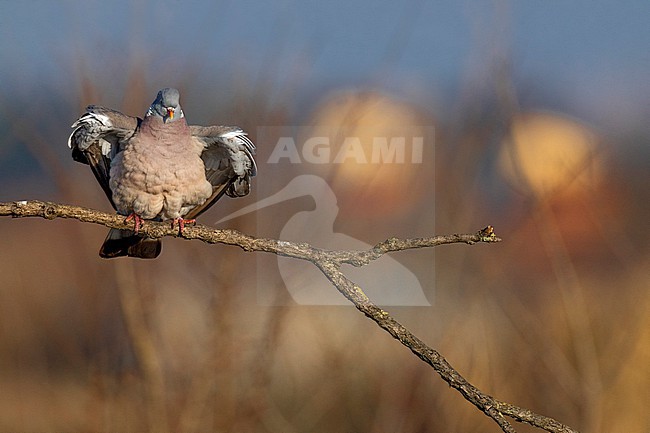 Common wood pigeon, Columba palumbus, in Italy. stock-image by Agami/Daniele Occhiato,