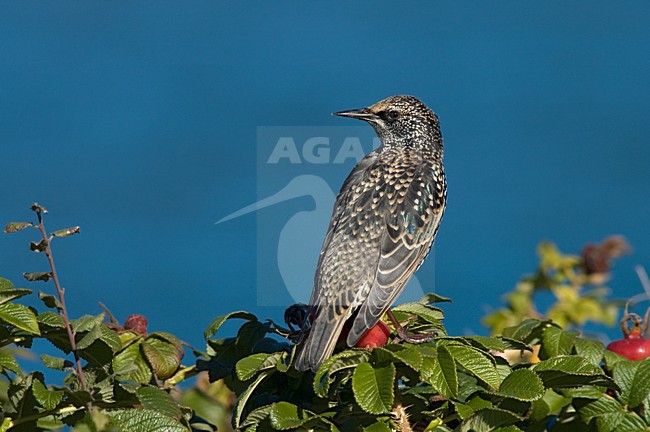 winter plumaged Common Starling; winterkleed Spreeuw stock-image by Agami/Marc Guyt,