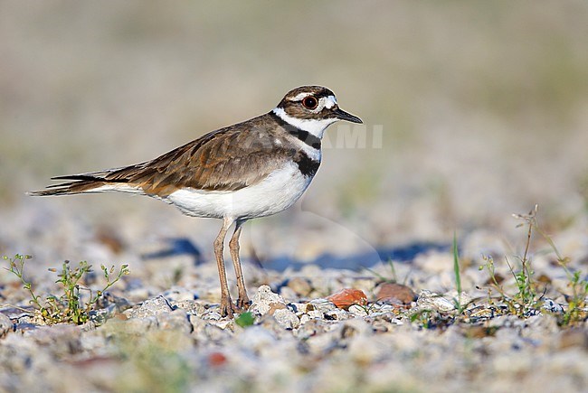 Adult 
Galveston Co., TX
April 2015 stock-image by Agami/Brian E Small,
