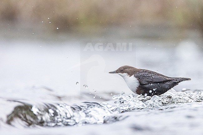  stock-image by Agami/Menno van Duijn,