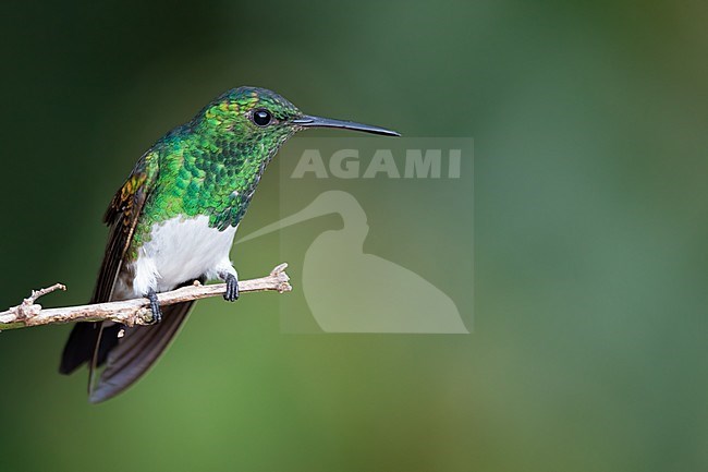 Snowy-bellied Hummingbird (Saucerottia edward) perched on a branch in a rainforest in Panama. stock-image by Agami/Dubi Shapiro,