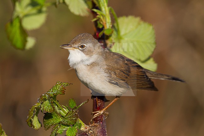 Common Whitethroat - Dorngrasmücke - Sylvia communis ssp. communis, Germany stock-image by Agami/Ralph Martin,