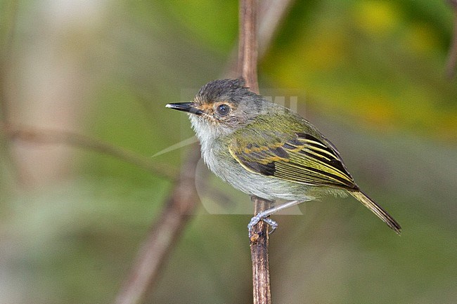 Rusty-fronted Tody-Flycatcher (Poecilotriccus latirostris) at Puerto Nariño, Amazonas, Colombia. stock-image by Agami/Tom Friedel,