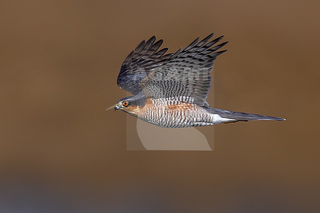 Male Eurasian Sparrowhawk, Accipiter nisus, in Italy. stock-image by Agami/Daniele Occhiato,