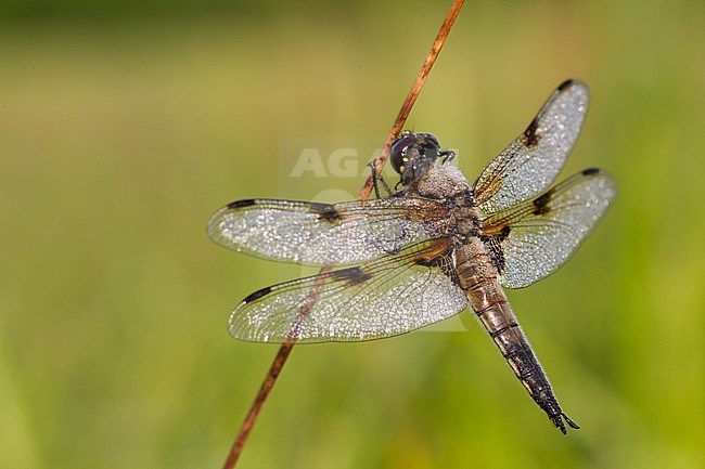 Libellula quadrimaculata - Four-spotted chaser - Vierfleck, Germany (Baden-Württemberg), imago stock-image by Agami/Ralph Martin,