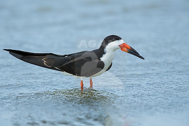 Adult Black Skimmer (Rynchops niger) standing on the beah
Galveston Co., Texas, USA stock-image by Agami/Brian E Small,