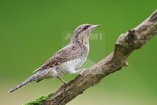 Eurasian Wryneck - Wendehals - Jynx torquilla ssp. torquilla, Germany, adult stock-image by Agami/Ralph Martin,