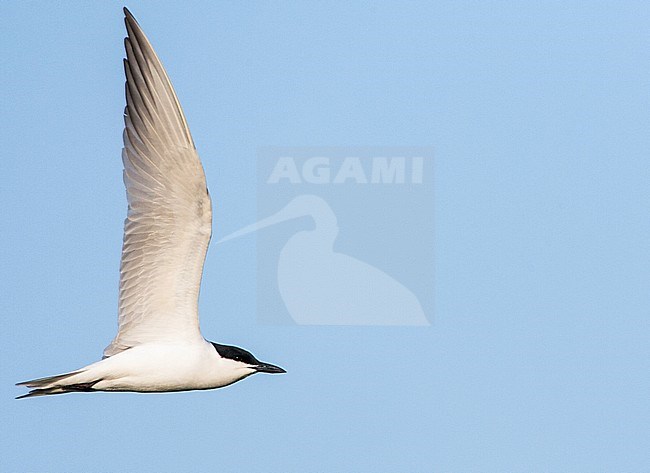 Adult Gull-billed Tern (Gelochelidon nilotica) in flight over Greek island Lesvos during spring migration. stock-image by Agami/Marc Guyt,