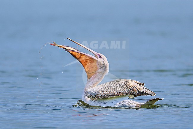 Great White Pelican (Pelecanus onocrotalus) eating a fish, vagrant in Czechia stock-image by Agami/Tomas Grim,