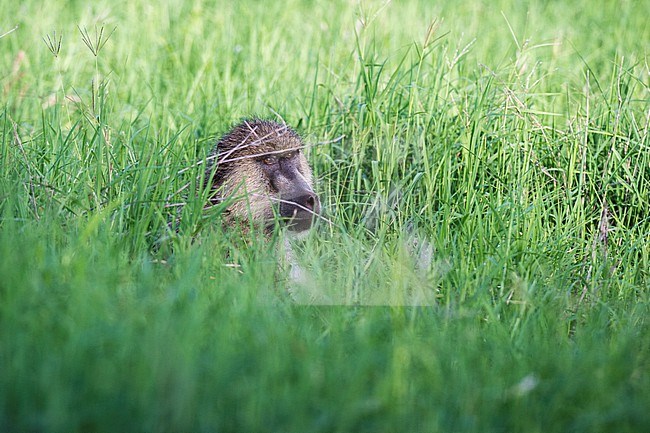A yellow baboon, Papio cynocephalus, in tall green grass. Voi, Tsavo, Kenya stock-image by Agami/Sergio Pitamitz,
