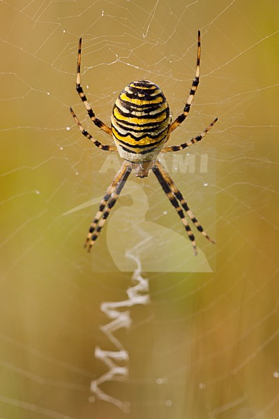 Wespspin, Wasp Spider stock-image by Agami/Theo Douma,
