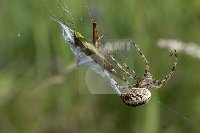 garden spider (araneus diadematus) caught an european steppe grasshopper (chorthippus dorsatus) in its net, found in Südheide in Lower Saxony, Germany stock-image by Agami/Mathias Putze,