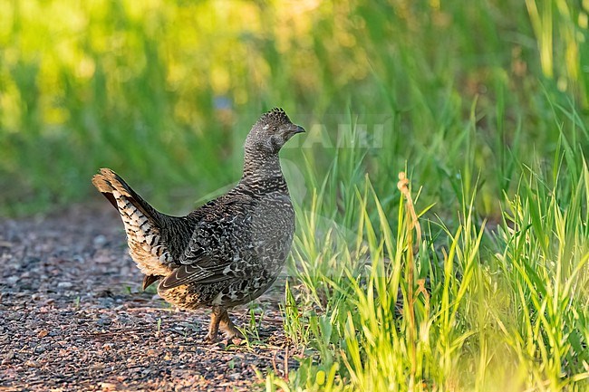 Adult female
Boulder Co., CO
June 2023 stock-image by Agami/Brian E Small,