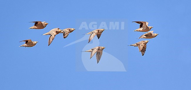 Group of Spotted Sandgrouse (Pterocles senegallus) in flight in Shizzafon, Israel stock-image by Agami/Tomas Grim,