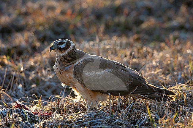 Pallid Harrier (Circus macrourus) in Finland. Standing on the ground. stock-image by Agami/Jari Peltomäki,