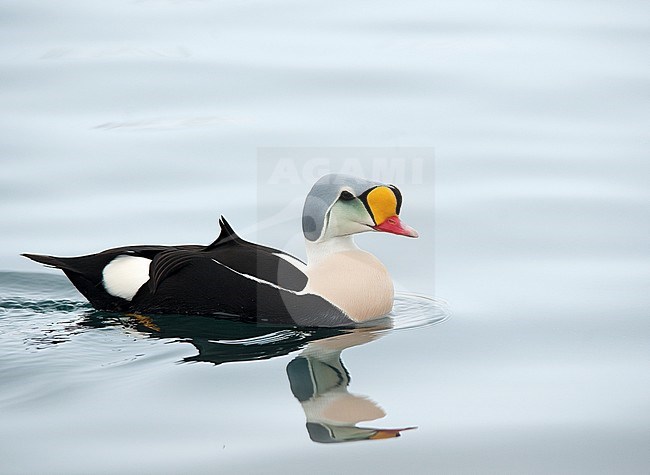 Male King Eider (Somateria spectabilis) wintering in harbour of north Norway. Swimming, seen from the side. stock-image by Agami/Dani Lopez-Velasco,