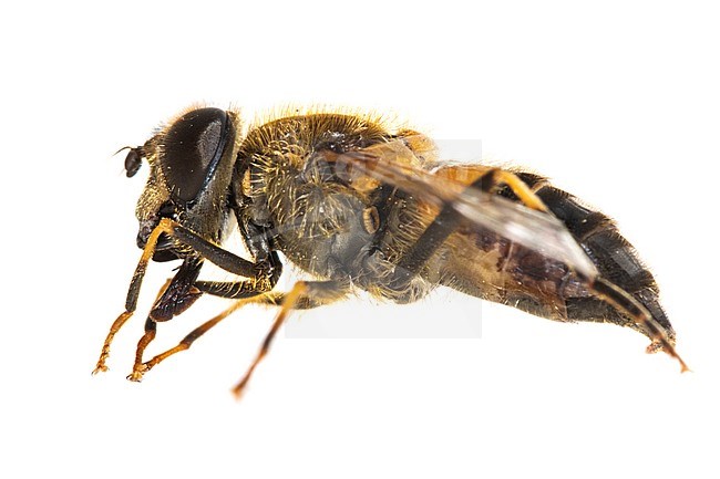 Eristalis pertinax, Kegelbijvlieg stock-image by Agami/Wil Leurs,