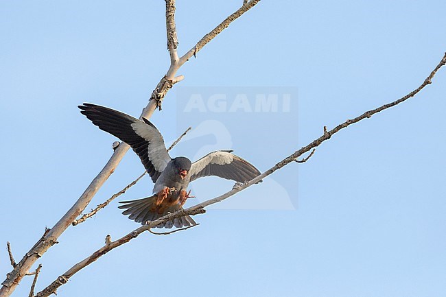 Amur Falcon - Amurfalke - Falco amurensis, Russia, adult male stock-image by Agami/Ralph Martin,