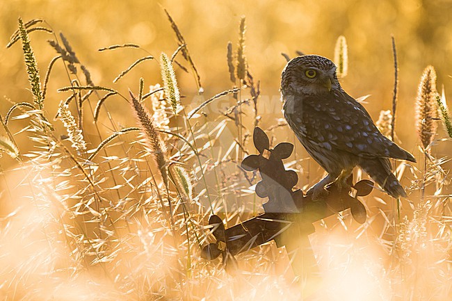 Little Owl (Athene noctua) in Italy. Photographed with beautiful backlight. stock-image by Agami/Daniele Occhiato,