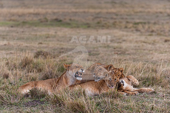A lioness, Panthera leo, and cubs resting in the savanna. Masai Mara National Reserve, Kenya. stock-image by Agami/Sergio Pitamitz,