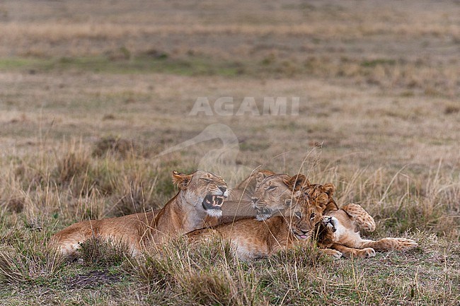 A lioness, Panthera leo, and cubs resting in the savanna. Masai Mara National Reserve, Kenya. stock-image by Agami/Sergio Pitamitz,