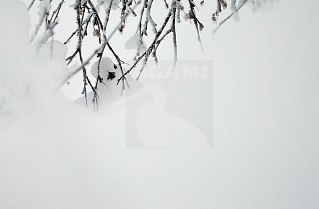 Moerassneeuwhoen in de sneeuw; Willow Ptarmigan in the snow stock-image by Agami/Markus Varesvuo,