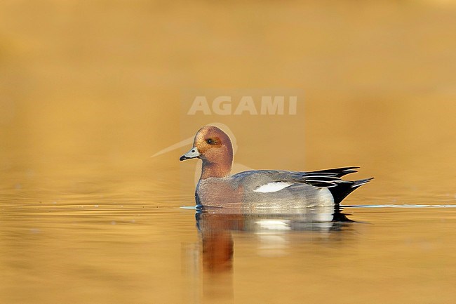 Eurasian Wigeon (Anas penelope) sideview in first morning light of an adult male. stock-image by Agami/Walter Soestbergen,