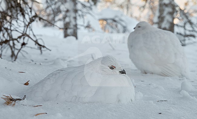 Vrouwtje Moerassneeuwhoen in de sneeuw, Female Willow Ptarmigan in snow stock-image by Agami/Markus Varesvuo,
