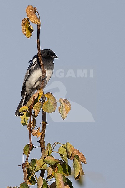 White-bellied tit (Melaniparus albiventris) perched in a tree in Tanzania. stock-image by Agami/Dubi Shapiro,