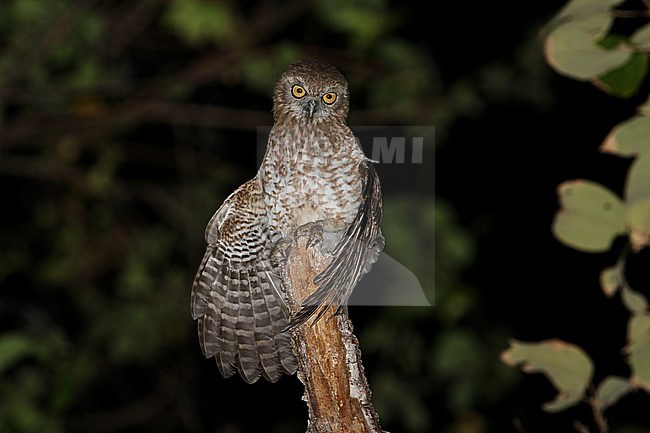 Rote Boobook (Ninox rotiensis) perched in a tree at night. stock-image by Agami/James Eaton,