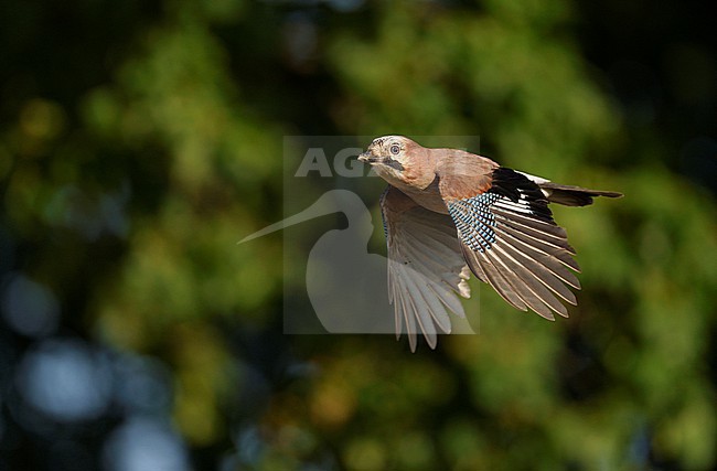 Eurasian Jay (Garrulus glandarius) during irruption invasion migration flying in front of oak trees in sideview and frontview showing upperwings stock-image by Agami/Ran Schols,