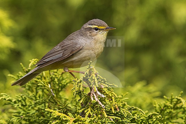 Steenboszanger, Sulphur-bellied Warbler, Phylloscopus griseolus stock-image by Agami/Daniele Occhiato,