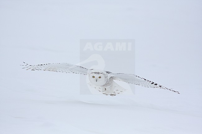 Sneeuwuil vliegend; Snowy Owl flying stock-image by Agami/Chris van Rijswijk,