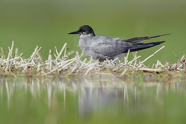 Black Tern (Chlidonias niger), adult perched in a marsh, Campania, Italy stock-image by Agami/Saverio Gatto,