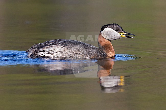Red-necked Grebe (Podiceps grisegena), adult swimming in a lake stock-image by Agami/Saverio Gatto,