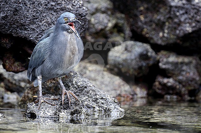 Lava Heron (Butorides sundevalli), also known as the Galápagos heron, on the Galapagos islands, Ecuador. Fishing at the shore. stock-image by Agami/Dani Lopez-Velasco,