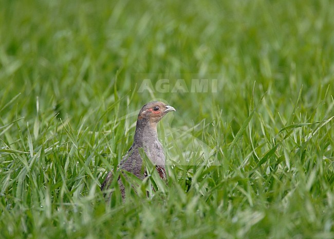 Patrijs in weiland; Grey Partridge in meadow stock-image by Agami/Reint Jakob Schut,