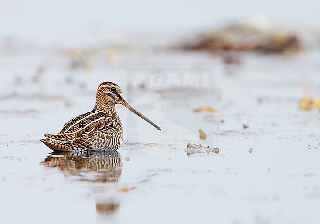 Common Snipe (Gallinago gallinago) UtÃ¶ Finland July 2013 stock-image by Agami/Markus Varesvuo,