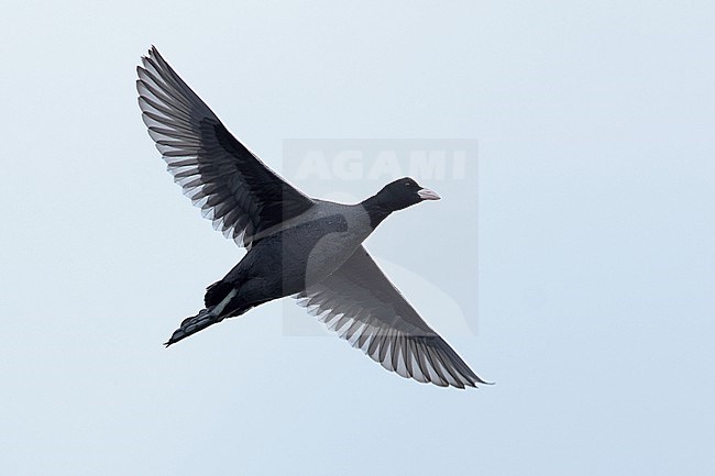 Adult Eurasian Coot (Fulica atra) in flight against pale blue sky stock-image by Agami/Mathias Putze,