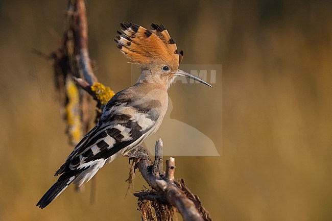 Hop zittend op tak; Eurasian Hoopoe perched on a branch stock-image by Agami/Daniele Occhiato,