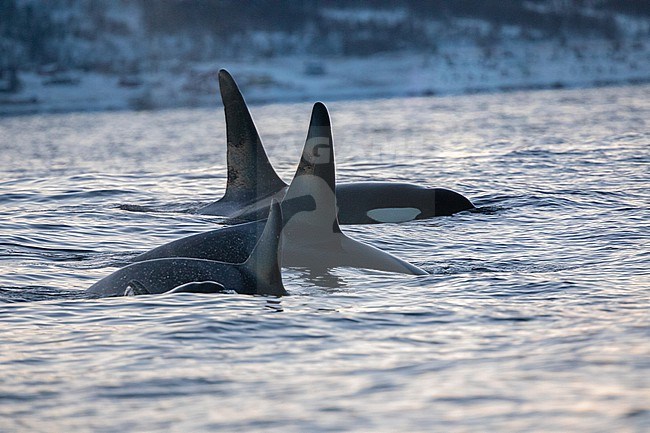 Family of Orcas or Killer whales (Orcinus orca), in the evening light, with the sea and a snowy mountain as backgound, in a Norvegian fjord. stock-image by Agami/Sylvain Reyt,